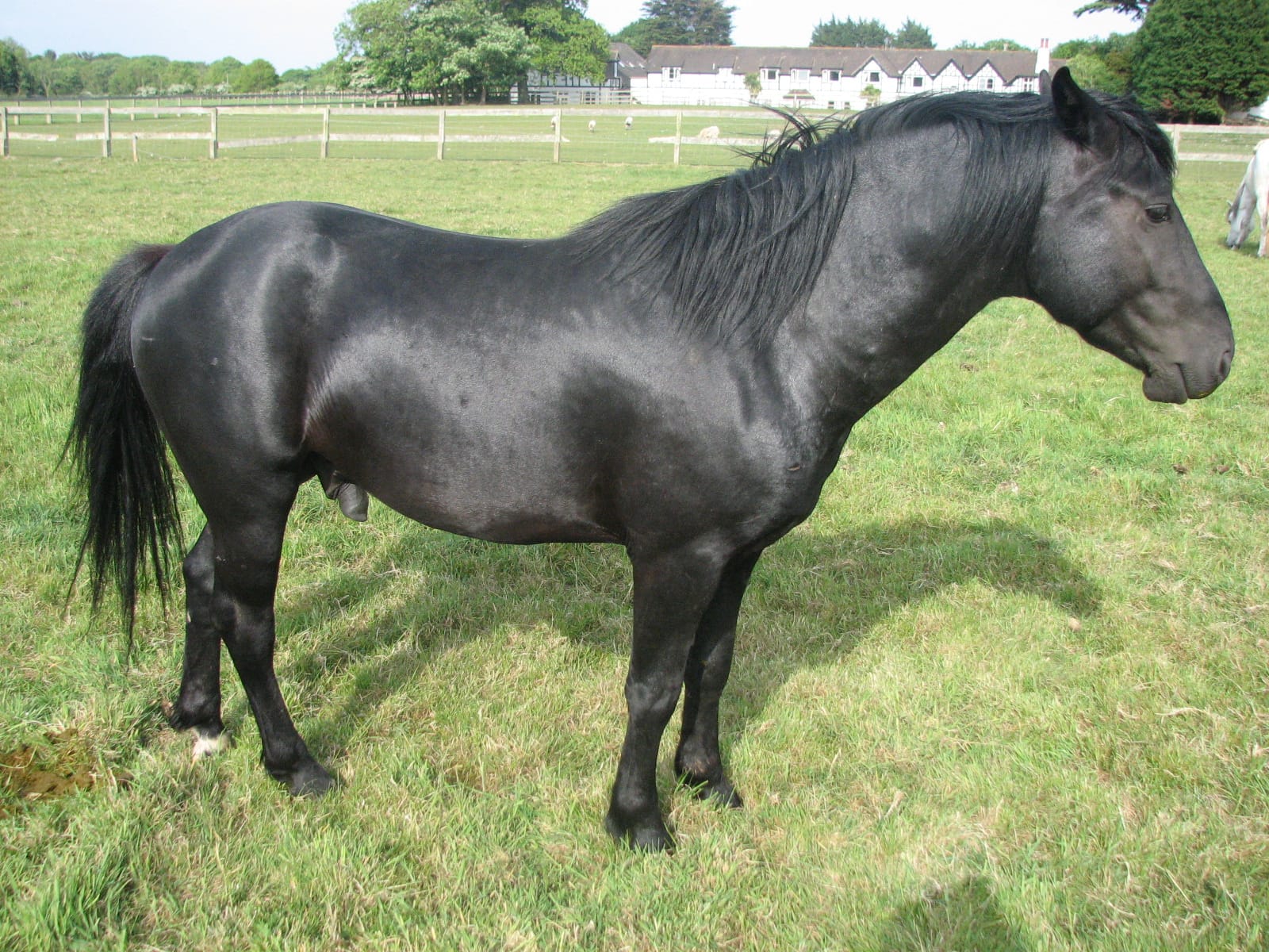 Pony Breeding - Muddycreek Farm